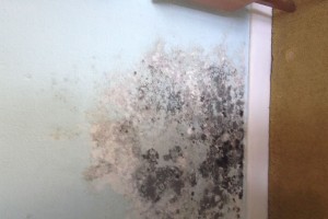 Mould cause by cavity insulation